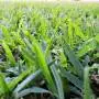 Seed Start - Engrais pour pelouse 4 Kg
