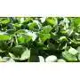 Dichondra Repens - Sementi per prato da 1 Kg