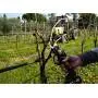 WG330E - Gartenschere Schnittlänge 22 mm Worx - 7