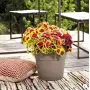 Save pot - Vaso tondo da 38 cm camel - Deroma