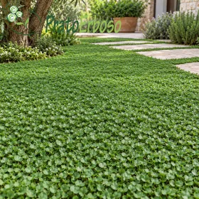 Prato DELICATO con foglie verdi fitte in giardino mediterraneo con camminamento in pietra
