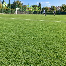 Pelouse sportive verte pour terrain de football avec lignes blanches et but au fond