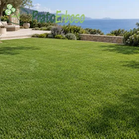 Prato MARINO verde in giardino costiero con vista mare e paesaggio mediterraneo