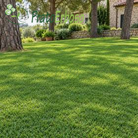Prato RUSTICO verde e fitto in giardino con alberi e casa in pietra