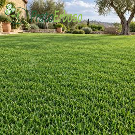 Wiese SIZILIEN als dichter grüner Rasen in mediterranem Garten mit Olivenbäumen