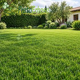 CLASSIC lawn