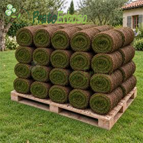 20 m2 ready-made lawn rolls stacked on a wooden pallet in a garden
