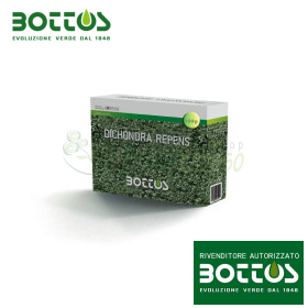Dicondra Repens - Sementi per prato da 100 g