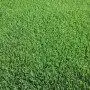 Lëndinë SPORTIVE