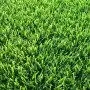 Prairie SICILE