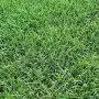 Pradera GEORGIA Prato Erboso - 1