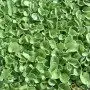 DELICATE Rasen