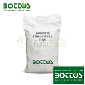 Agrostide Stolonifera Alpha - 1 kg de semences de gazon
